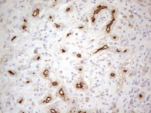 ANPEP / CD13 Antibody (aa668-967, clone OTI3F8, Carrier-free)