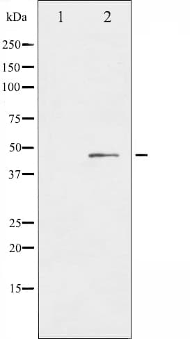 CXCR2 Antibody (phospho-Ser347)