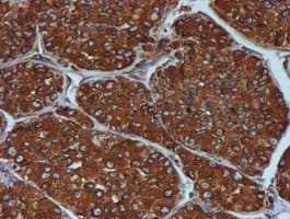 PDIA4 / ERP72 Antibody (clone OTI2B9)