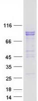 Human PCDHA4 Protein (Recombinant Myc-DDK (Flag))