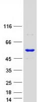 Human NARS2 Protein (Recombinant Myc-DDK (Flag))