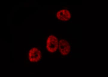 PAX3 Antibody