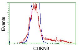 CDKN3 / KAP Antibody (clone OTI2D11)
