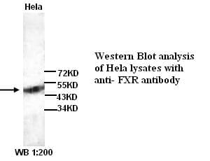 Polyclonal Rabbit anti-Human NR1H4 / FXR Antibody (WB)