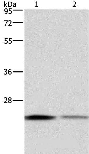 EMC8 / COX4NB Antibody