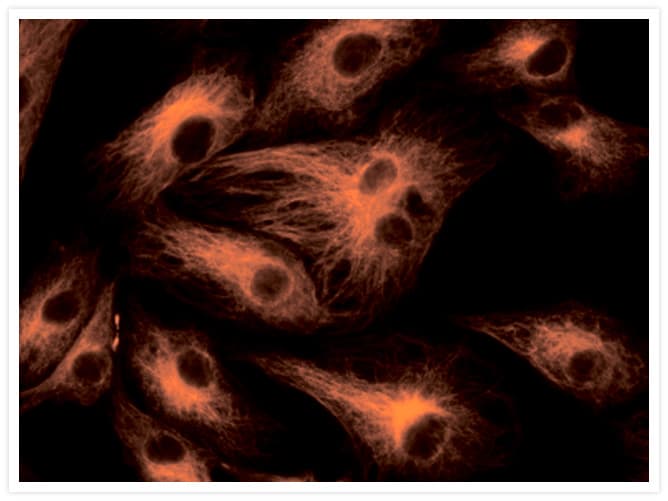 Alpha Tubulin Antibody (clone 236-10501)