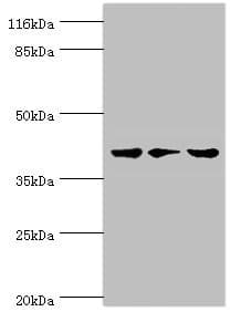 PSKH2 Antibody