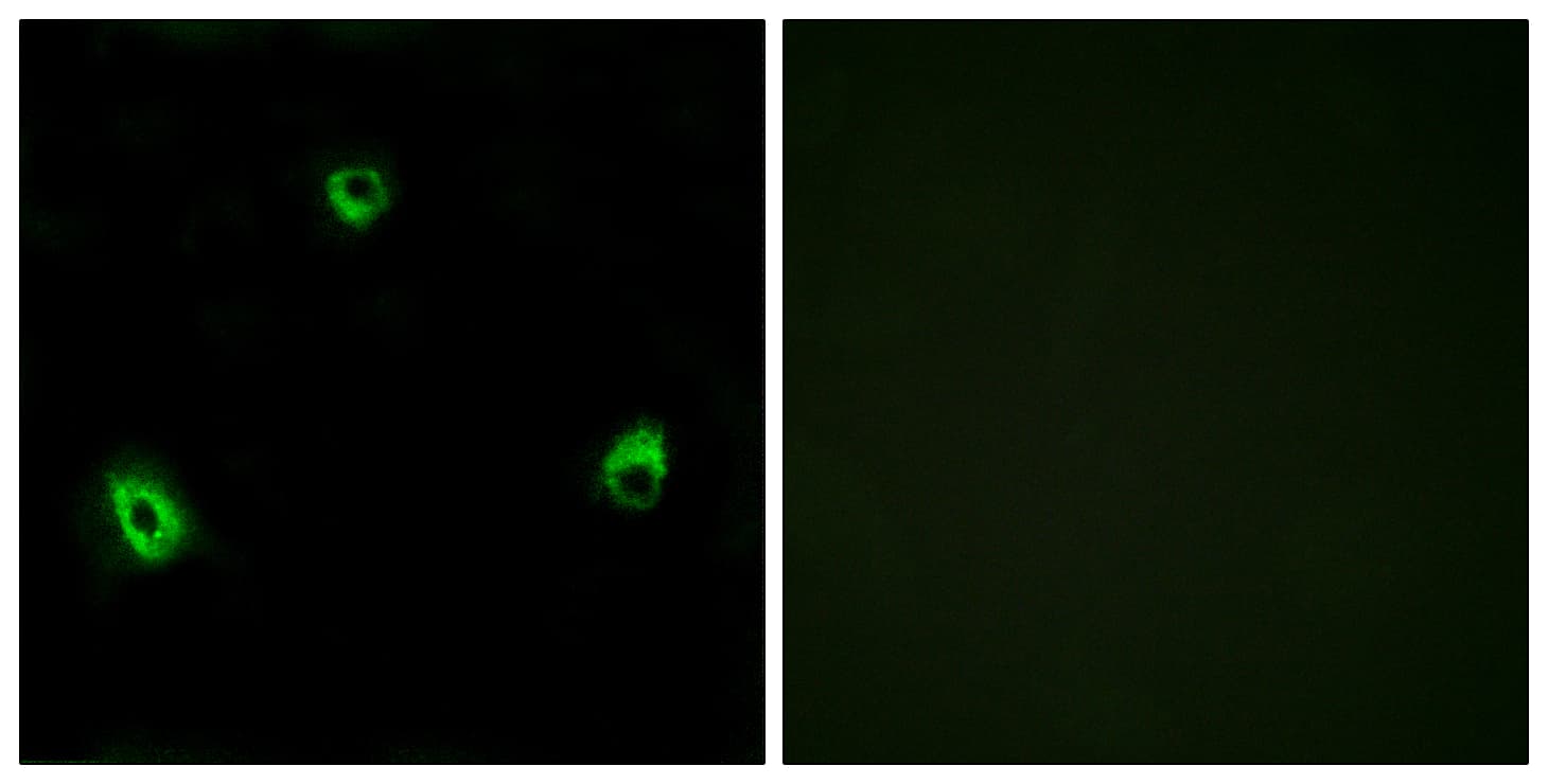 OR10A4 Antibody (aa261-310)