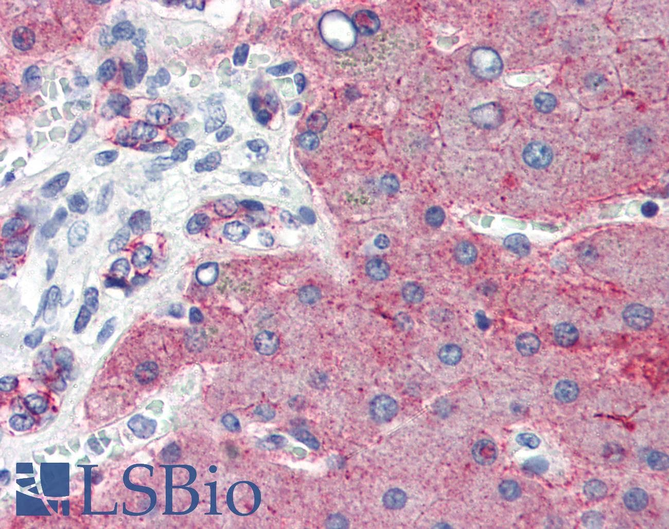 IHC-plus™ CLDN1 / Claudin 1 Antibody (C-Terminus)