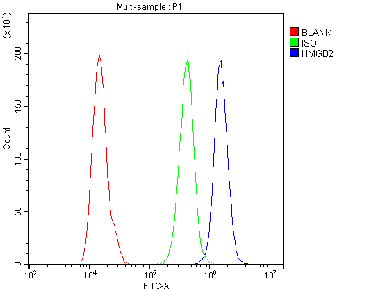 HMG2 / HMGB2 Antibody