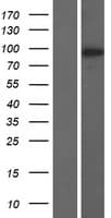 NUGGC Protein (Over-Expression Lysate Myc-DDK (Flag))