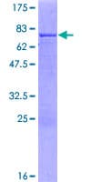 Human SPATA5L1 Protein (Recombinant GST)