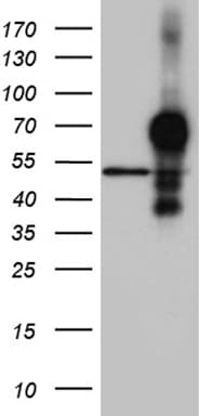 HOXA3 Antibody (aa40-276, clone OTI1A1)