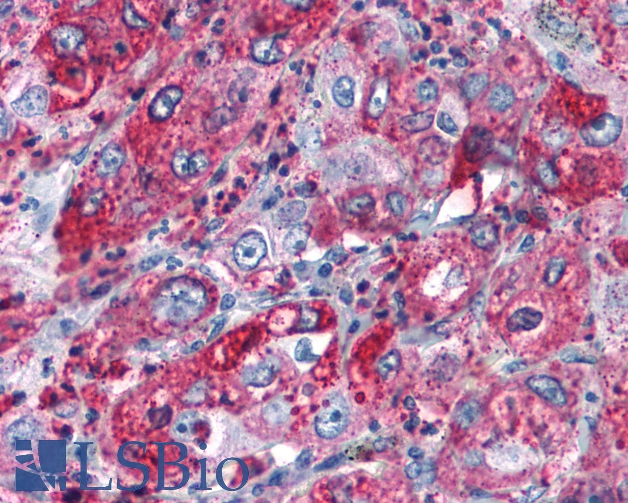 PathPlus™ GPR82 Antibody (Cytoplasmic Domain)