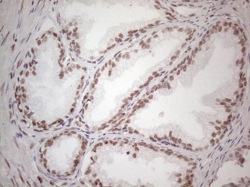 WTAP Antibody (aa2-106, clone OTI6H3)