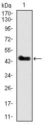 SPI1 / PU.1 Antibody (clone 5C7)