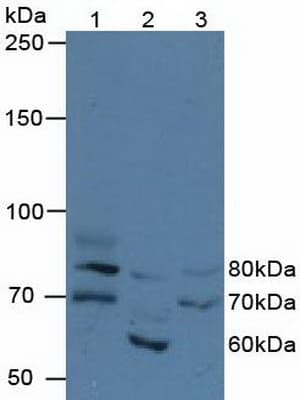 FIGN / Fidgetin Antibody (aa1-308, Biotin)
