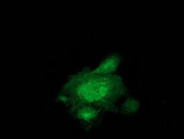 MAPRE2 / EB2 Antibody (clone OTI1A3)