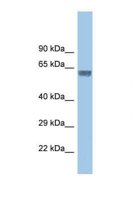 GLRA3 Antibody (aa131-180)