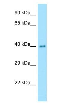 Polyclonal Rabbit anti-Human NANS Antibody (aa133-182, WB)