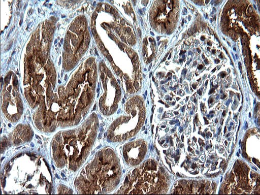 SCP2 / SCPX Antibody (clone OTI1E4, Carrier-free)