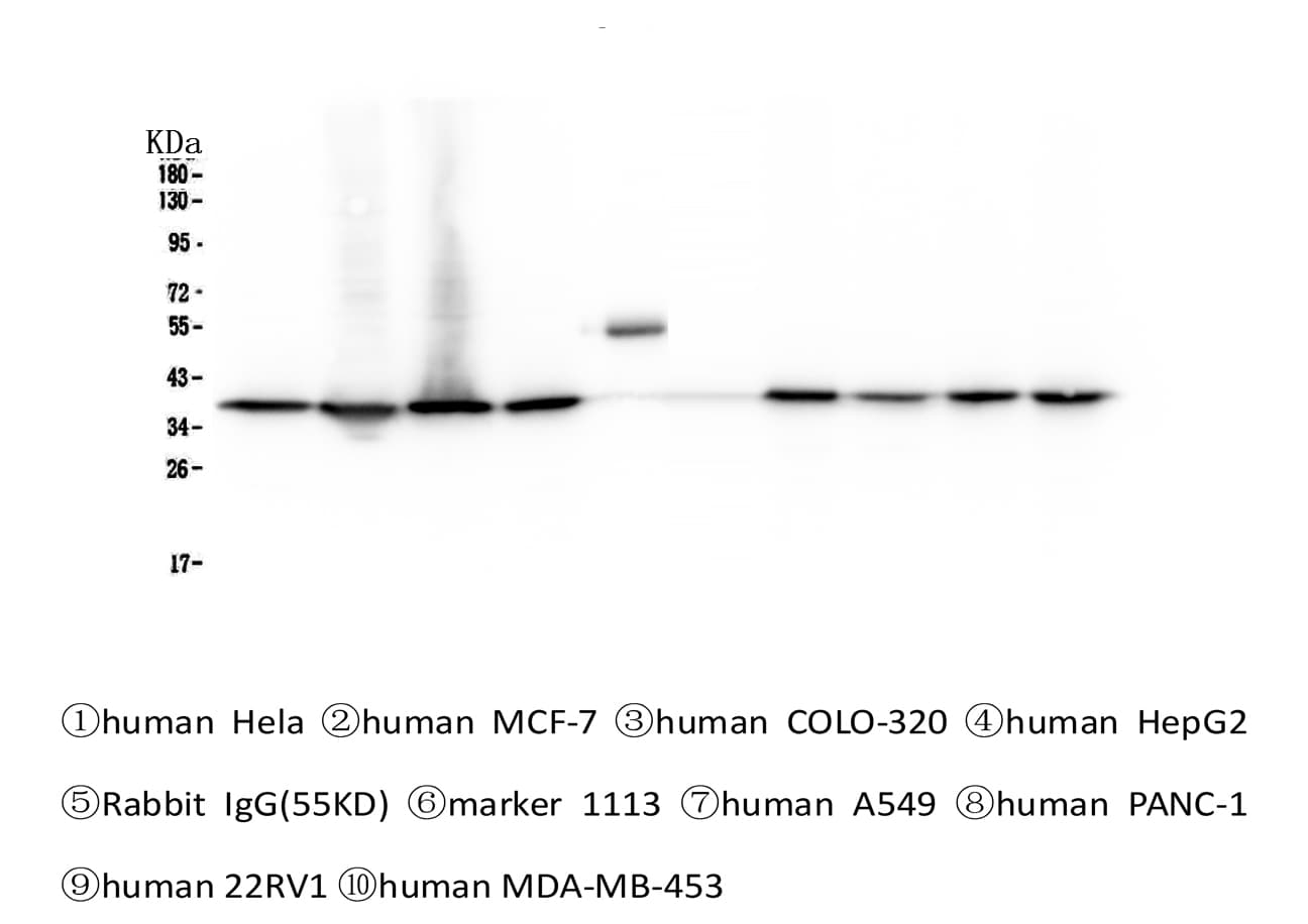 APEX1 / APE1 Antibody