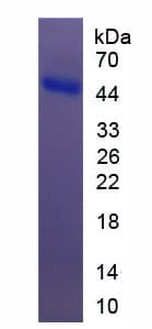 Mouse KNG1 / Kininogen / Bradykinin Protein (Recombinant His)