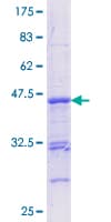 Human CBFA1 / RUNX2 Protein (Recombinant GST, N-terminus)