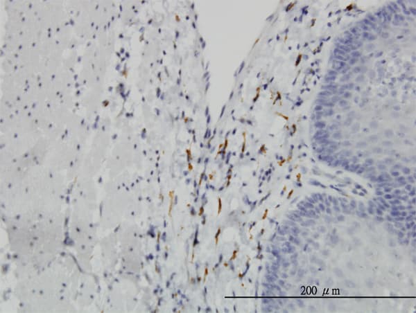 Monoclonal Mouse anti-Human P3H1 / LEPRE1 Antibody (clone 3C7, IHC, IF, WB)