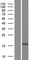 GOLGA7 Protein (Over-Expression Lysate Myc-DDK (Flag))