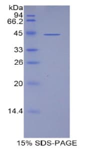Human LCN15 Protein (Recombinant His-GST)
