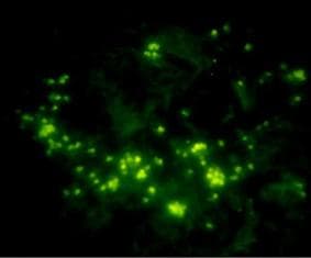 Myc Tag Antibody (c-Myc epitope)