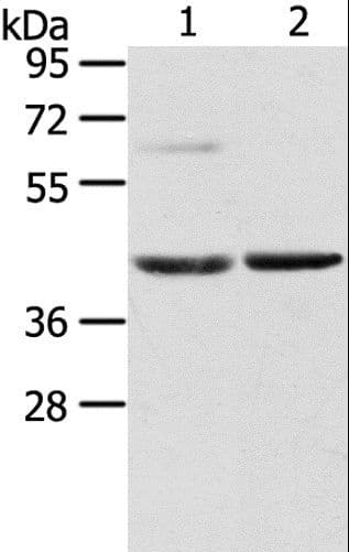 HIF1AN Antibody