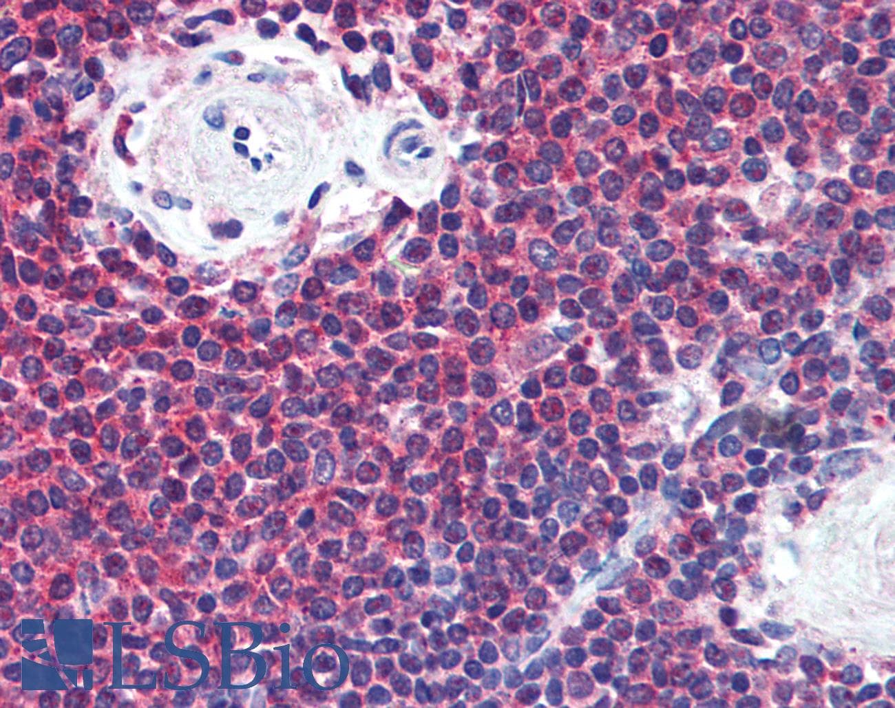 IHC-plus™ MIF Antibody