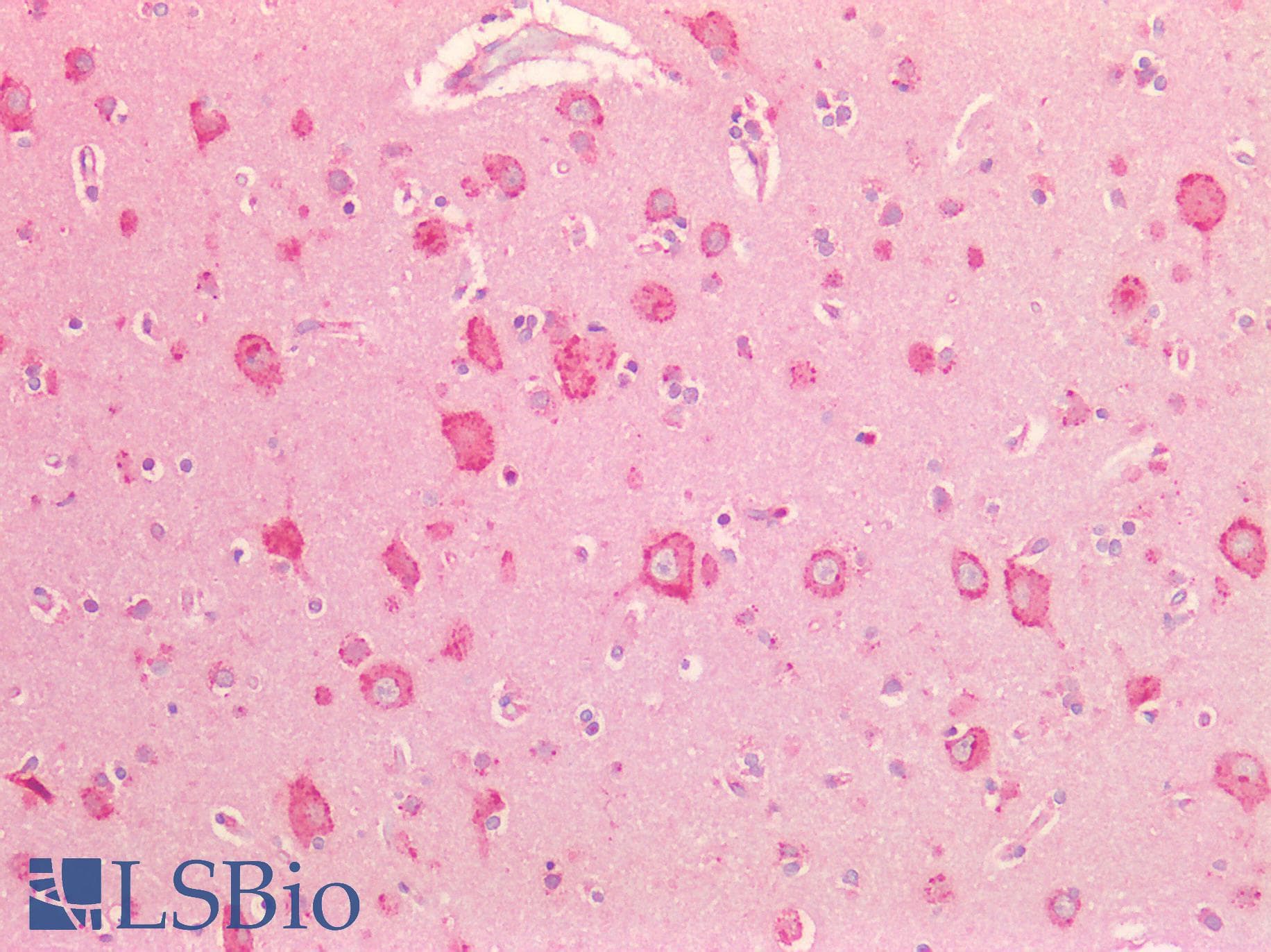 IHC-plus™ CD95 / FAS Antibody (aa281-330)