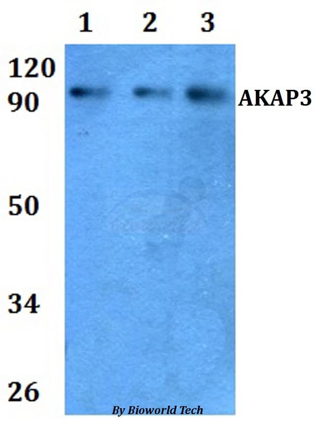 AKAP110 / AKAP3 Antibody