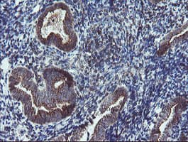 DPH2 Antibody (clone OTI4E7)