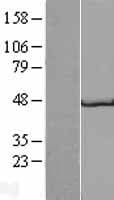 GP2 Protein (Over-Expression Lysate Myc-DDK (Flag))
