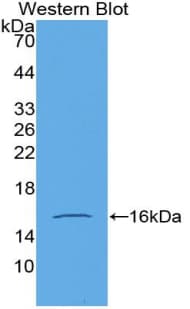 GDF15 Antibody (aa195-308, Biotin)