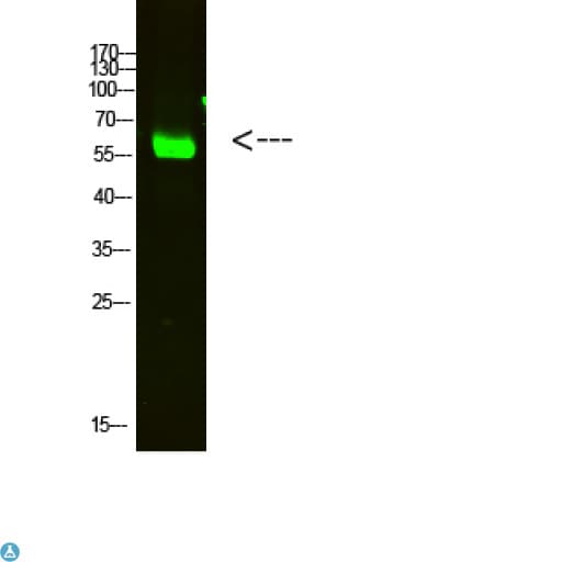 OASL Antibody