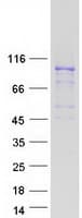 Human MCM4 Protein (Recombinant Myc-DDK (Flag))