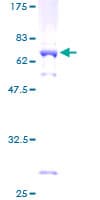 Human MAPK13 / p38delta Protein (Recombinant GST)