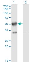 Monoclonal Mouse anti-Human AKAP17A / 721P Antibody (clone 2G8, IF, WB)