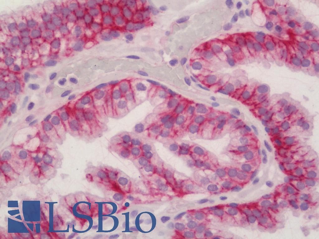 IHC-plus™ CD46 Antibody (clone 169-1-EA.3, Azide-free)