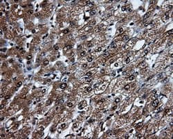 KIAA0153 / TTLL12 Antibody (clone OTI5H3)