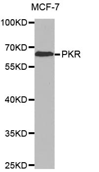 EIF2AK2 / PKR Antibody