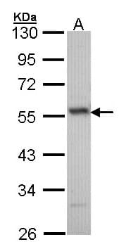 ERG Antibody (aa419-486)