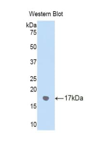 COL3A1 / Collagen III Antibody (aa22-154, APC)