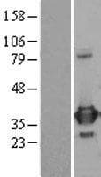 ARTS Protein (Over-Expression Lysate Myc-DDK (Flag))