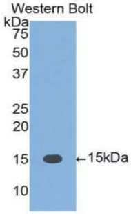 FASLG / Fas Ligand Antibody (aa103-281)